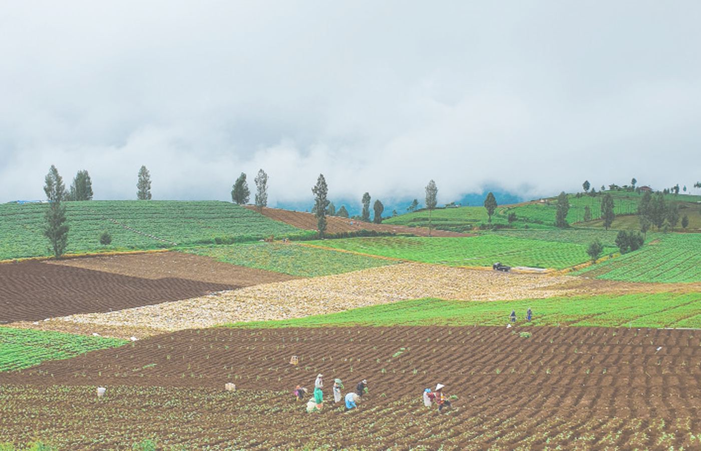 Cultivated crop rows